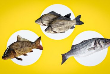 Як зрозуміти, що риба свіжа: лікар розповів, на що звертати увагу