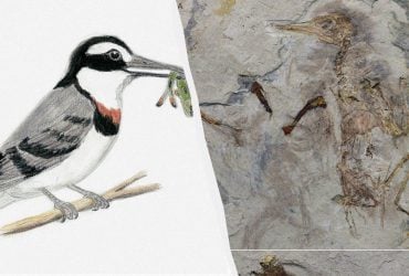 Окаменелость эпохи динозавров помогла зафиксировать странное поведение древних птиц