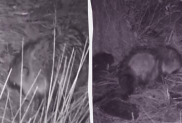 Від птахів до падалі: в районі Чорнобиля зафіксували всеїдну тварину (відео)