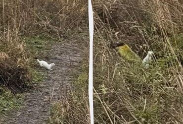 У нацпарку показали, як через зміни клімату тварини стають легкою здобиччю для хижаків взимку