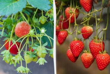 Как получить свежую клубнику без сада в любое время: секреты выращивания в квартире