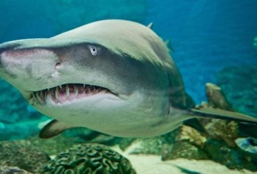 Чого ніколи не слід робити під час зустрічі з акулою: це може врятувати вам життя (відео)