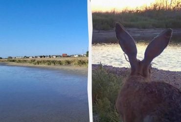 На узбережжі Одещини розплодилися зайці: науковець пояснив причину