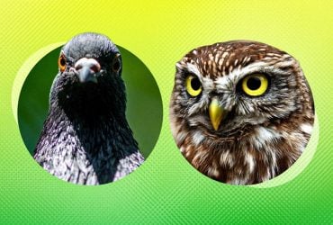 Як птахи реагують на вибухи та чи відчувають небезпеку завчасно: що кажуть у зоопарку