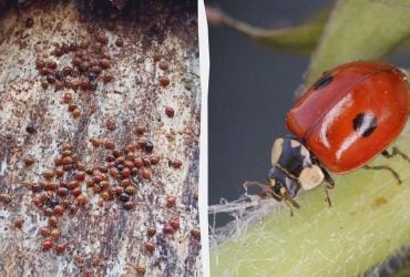 Як зимують сонечка біля Чорнобиля: науковці звернули увагу на тривожні зміни