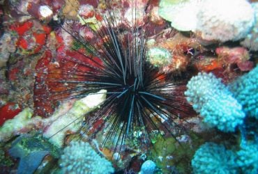 Ученые бьют тревогу: пандемия истребляет морских ежей по всему миру