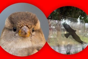Какого цвета боятся птицы и видят ли они стекло: ответ эксперта вас удивит