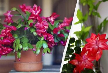 Обріжте різдвянник так - і наступного року він вас здивує