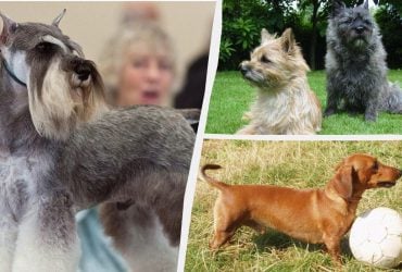 Маленькі, але дуже віддані: експерти назвали 7 порід собак, які є чудовими захисниками