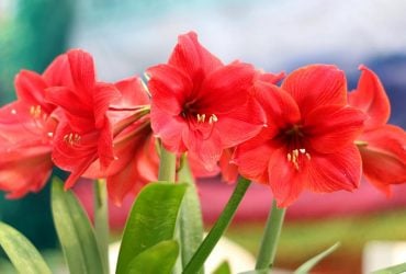 Чи потрібно обрізати листя амариліса: що радять експерти