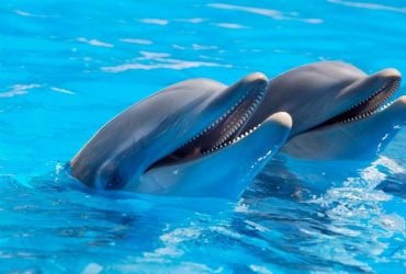 Такого еще не видели: косатки используют дельфинов как гончих на охоте, - ученые