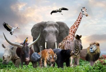 Сколько видов животных существует в мире: цифры вас поразят