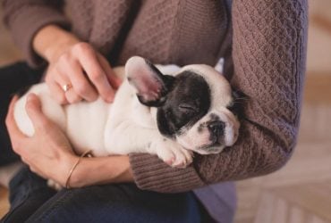 Як собака показує, що любить господаря: ветеринари перелічили 7 милих ознак