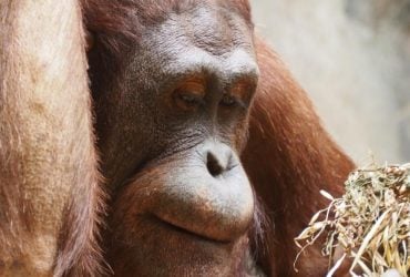 Наводнения стали угрозой для орангутанов Индонезии: масштаб катастрофы поразил ученых