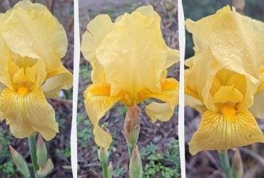 В Одеській області несподівано розцвіла дивовижна квітка: науковець пояснив, що сталося