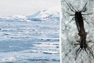 Микропластик добрался до края Земли: его нашли в организме единственного насекомого Антарктиды