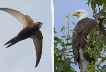 Найтриваліший переліт в історії: як довго птахи можуть літати, не приземляючись