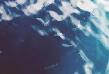 Морська експедиція за два тижні виявила 31 новий вид підводних істот