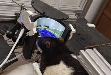 Учёные учат крыс играть в DOOM: они уже научились стрелять