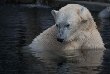 Имеет нюх за километр и ест 45 кг жира за раз: что известно о самом большом наземном хищнике