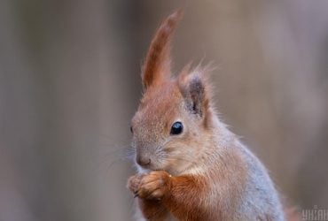 Тиждень у Києві почнеться з потепління