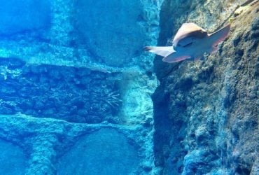 Вроцлавський зоопарк взимку