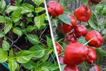 Ці 7 рослин сіють на розсаду саме зараз: потрібно встигнути до кінця січня