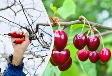 Урожай зберете відрами, якщо обріжете вишню взимку таким чином: що потрібно зробити
