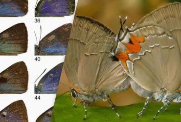 В музейных запасниках в Лондоне нашли 9 новых видов бабочек, которых годами не замечали