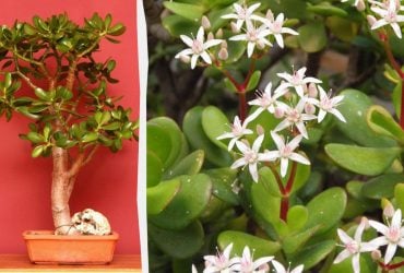 Як обрізати грошове дерево, щоб воно росло міцним і здоровим