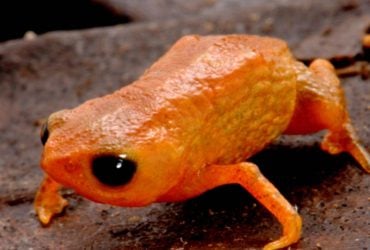 В Бразилии открыли миниатюрную лягушку, которая полностью помещается на кончике карандаша