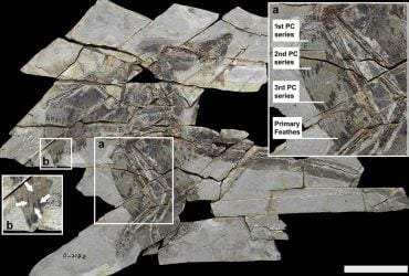Некоторые крылатые динозавры утратили способность летать: ученые узнали причину