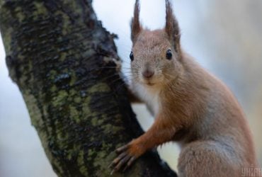 17 декабря в Киеве будет один из самых теплых дней недели