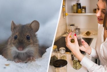 Как отпугнуть крыс и мышей без ядов и ловушек: что разложить в саду зимой