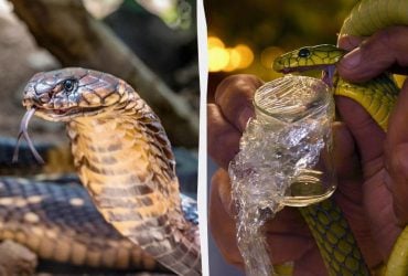 Бесконечная война: герпетолог объяснил, почему змеиный яд никогда не перестает меняться