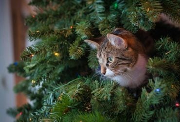 Как защитить елку от котов: эксперты поделились действенными решениями