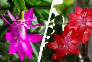 Кава не допоможе: експертка розповіла, як змусити декабрист цвісти взимку