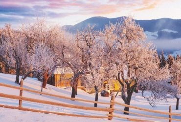 Дерева п'ють воду навіть узимку: коли і навіщо потрібний холодний полив