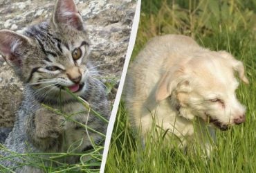 Зачем коты и собаки едят траву и нужно ли им это: ученые дали неожиданное объяснение