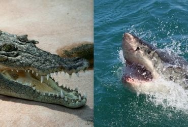 У якої тварини найсильніший укус: учені поставили крапку в питанні