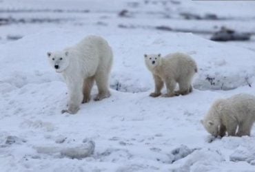 Трапляється вкрай рідко: біла ведмедиця усиновила чуже дитинча