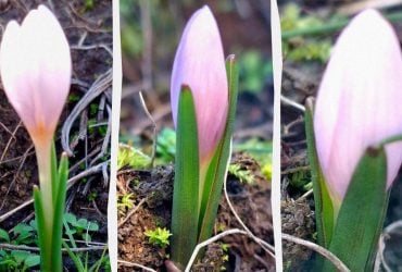 Неймовірне пробудження: на Одещині дуже рано зацвіла рідкісна рослина (фото)
