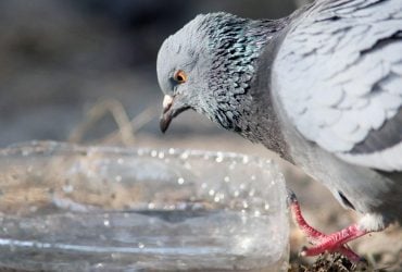 ​​​​​​​Який хліб можна голубам і чим годувати горобців та інших птахів взимку: пояснення орнітолога