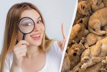 Тільки 3% людей знаходять котів серед левенят за 10 секунд: дивовижна оптична ілюзія