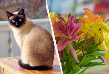 Ці 7 продуктів небезпечні для котів: можуть вбити тварину і є майже в кожному домі