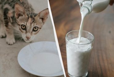 Чи можна котам молоко та сметану: ветеринар розвінчала популярний міф