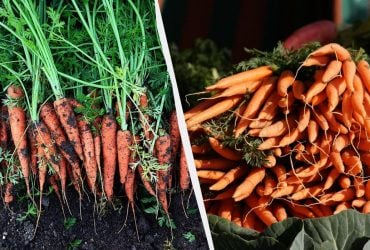 Після чого посадити моркву наступного року: 7 найкращих попередників
