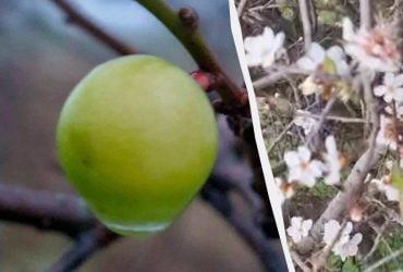 В Одесской области зимой плоды дала алыча (фото)