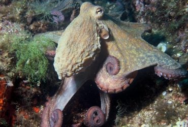 Біля британського узбережжя зафіксували рекордну кількість восьминогів: що сталося