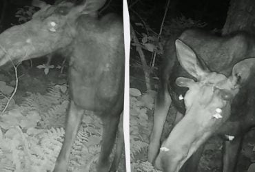 Вампіри в лісі: фотопастка спіймала метеликів, які п'ють сльози у живого лося (відео)